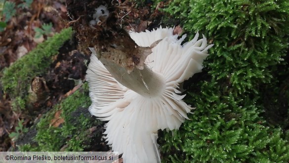 Megacollybia platyphylla