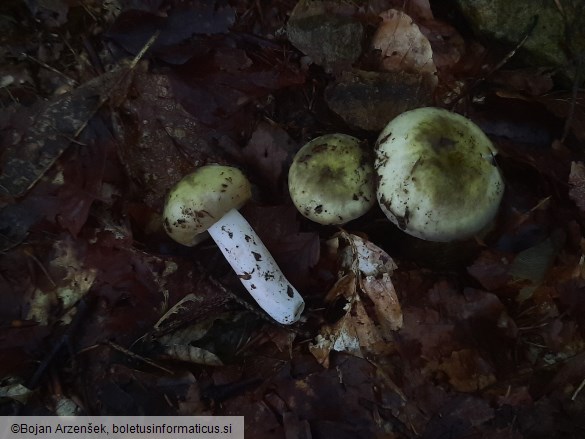 Russula violeipes
