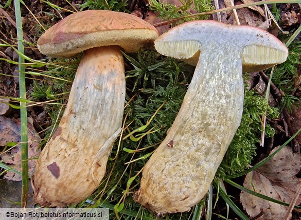 Hortiboletus bubalinus