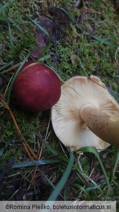 Tricholomopsis rutilans