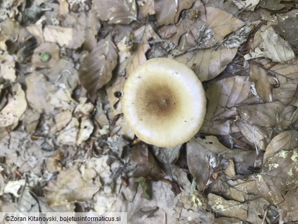 Clitocybe gibba