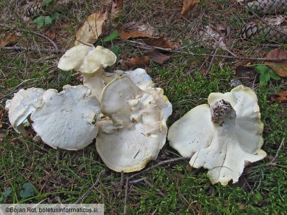 Albatrellus ovinus