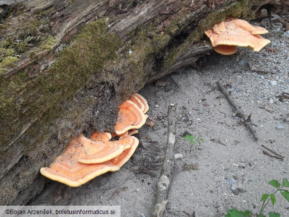 Laetiporus sulphureus