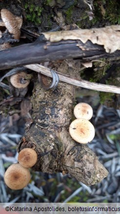 Tubaria furfuracea