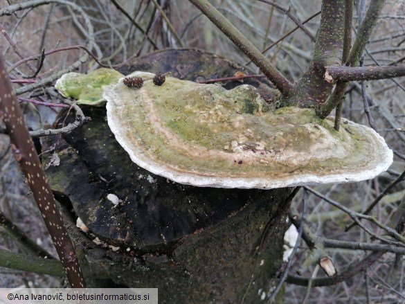 Trametes gibbosa