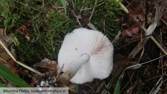 Pluteus petasatus