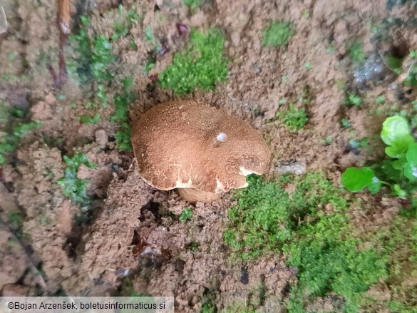 Gyroporus castaneus