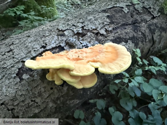 Laetiporus sulphureus
