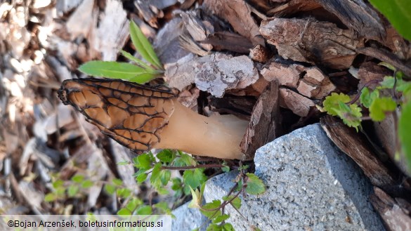 Morchella importuna