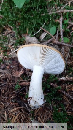 Russula fellea