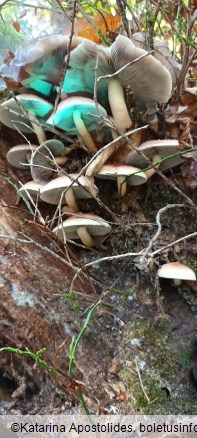 Hypholoma lateritium