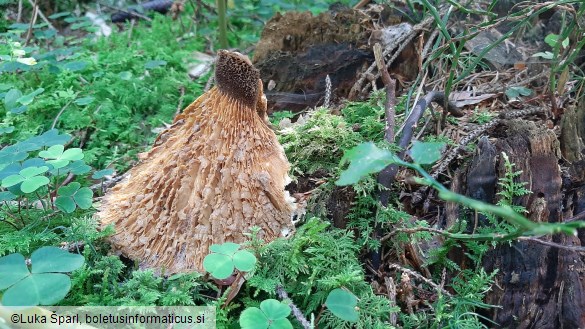 Tapinella atrotomentosa