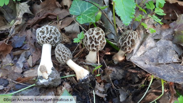 Morchella esculenta