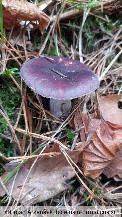 Russula sardonia