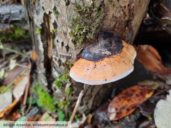 Fomitopsis pinicola