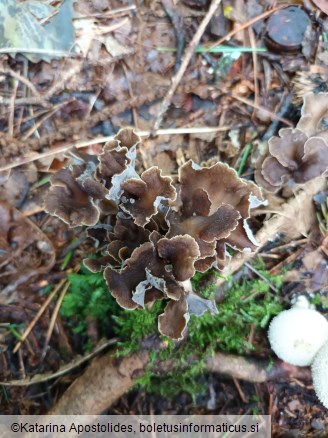 Craterellus undulatus