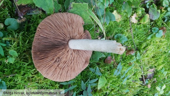 Hebeloma sinapizans