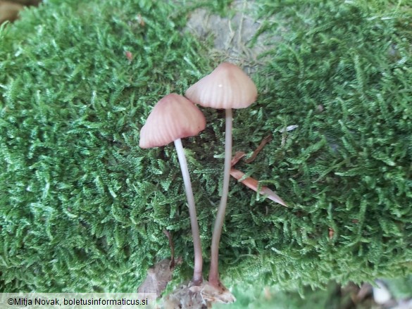 Mycena sanguinolenta