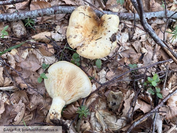 Lactarius scrobiculatus