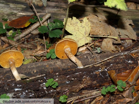 Gymnopilus sapineus