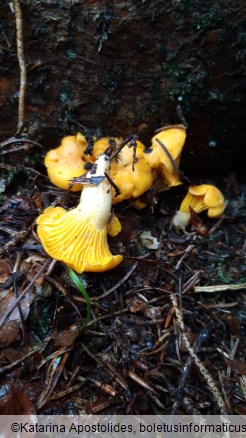 Cantharellus cibarius