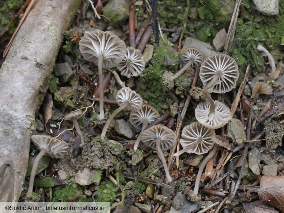 Lichenomphalia meridionalis