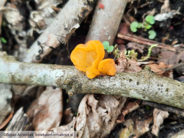 Tremella mesenterica