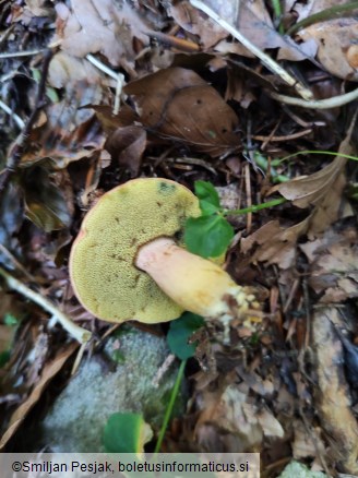 Xerocomellus armeniacus