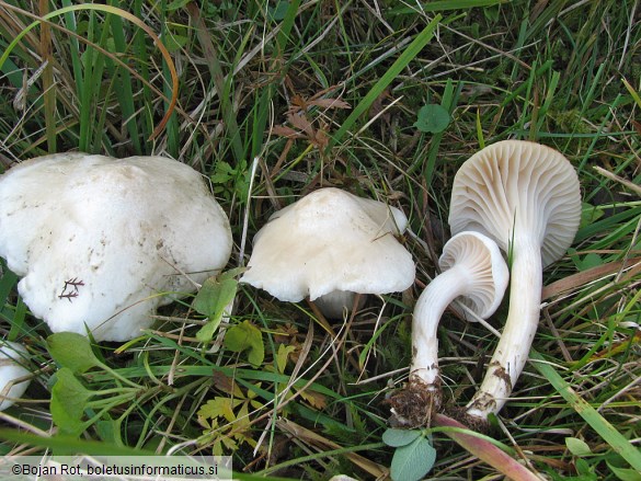 Hygrocybe pratensis var. pallida