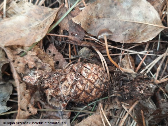 Strobilurus tenacellus