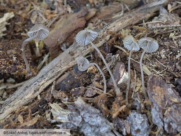 Mycena silvae-nigrae