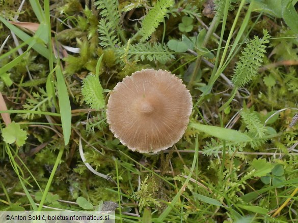 Inocybe fuscidula