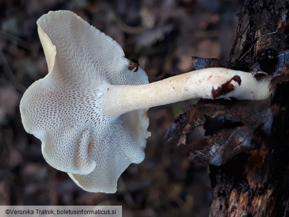 Lentinus brumalis