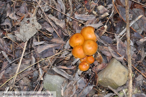 Flammulina velutipes