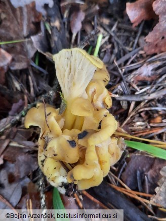 Cantharellus melanoxeros