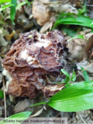 Gyromitra esculenta