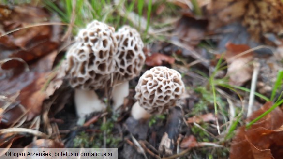 Morchella esculenta