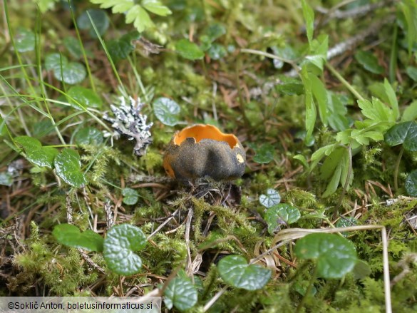 Caloscypha fulgens