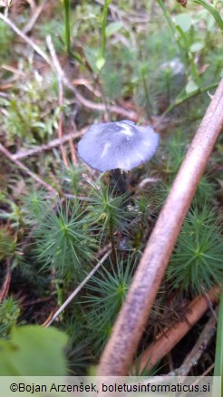 Entocybe nitida