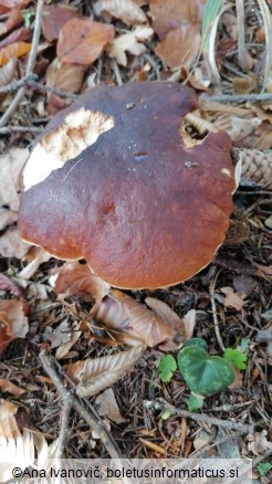 Boletus edulis