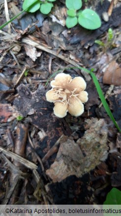 Polyporus