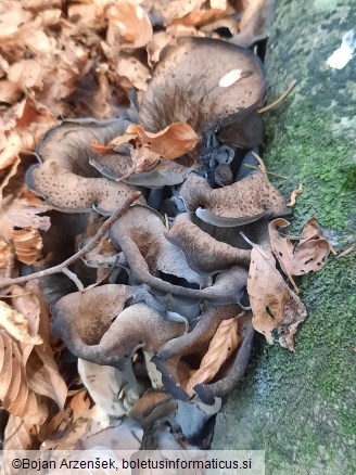 Craterellus cornucopioides