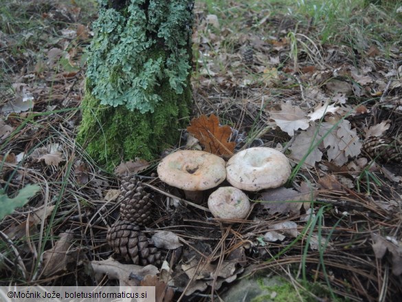Lactarius sanguifluus