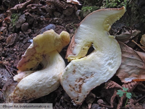 Hemileccinum depilatum
