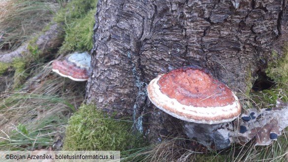 Fomitopsis pinicola