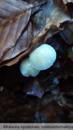 Mycena epipterygia