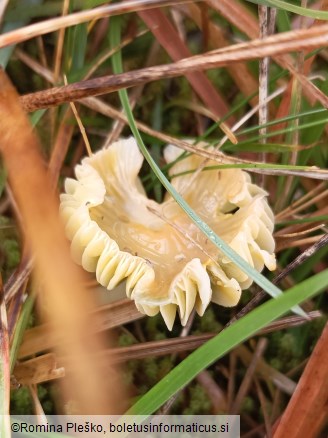 Hygrocybe psittacina