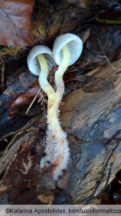 Mycena viscosa