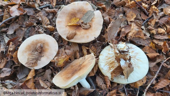 Lepista amara