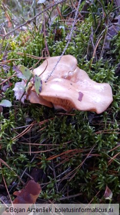 Paxillus involutus